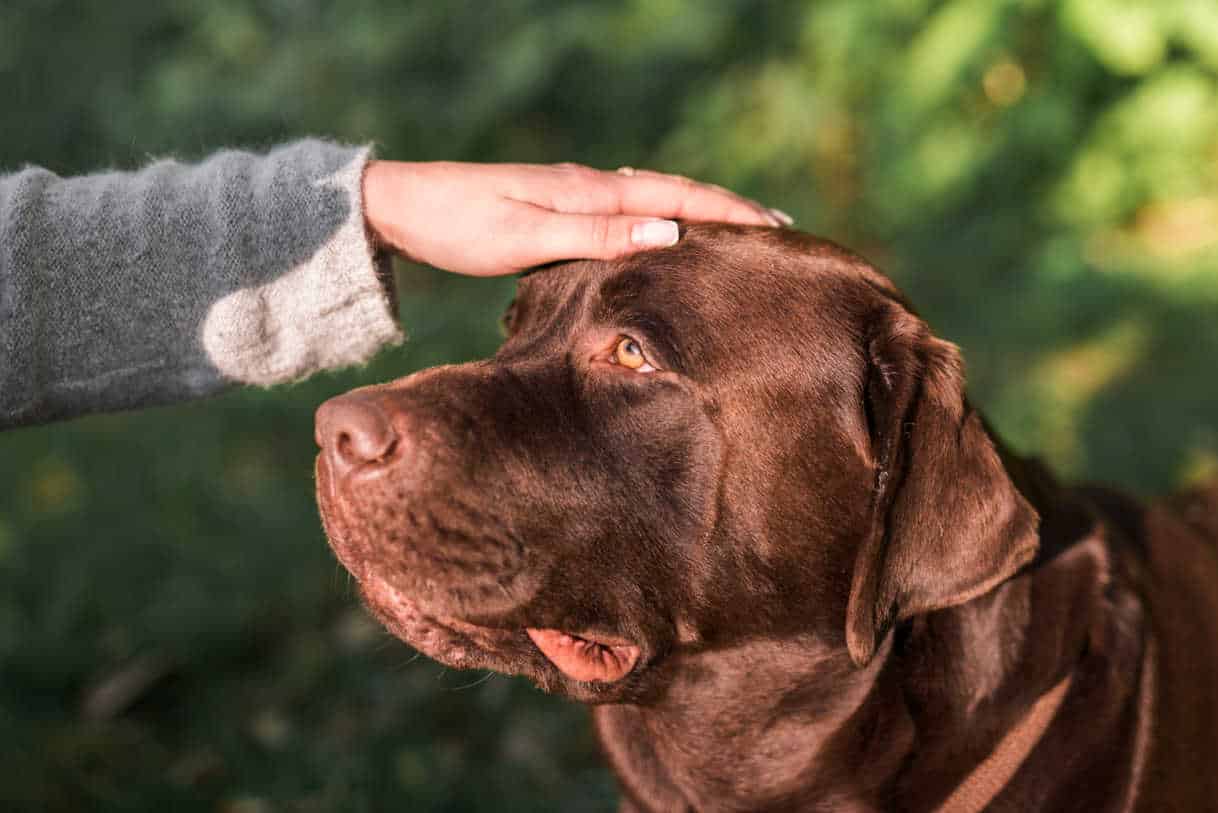 faire garder son chien en cas d'hospitalisation