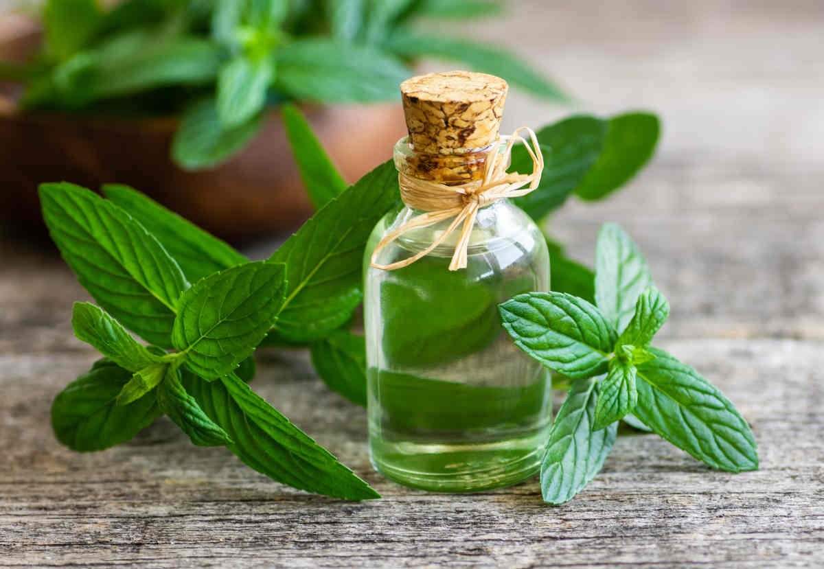 La Menthe : propriétés, bienfaits, recettes, conservation