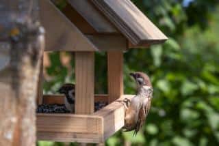 oiseaux sur balcon nourriture