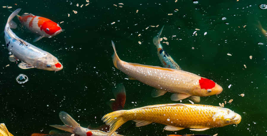 poisson bassin mare aquarium