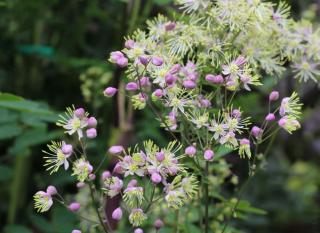 thalictrum pigamon culture