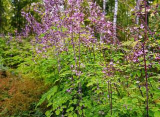 thalictrum pigamon culture