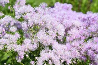 thalictrum pigamon culture