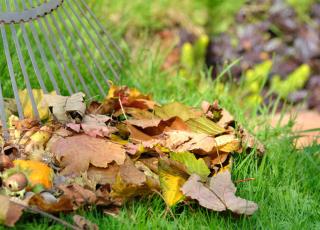 utilisation feuilles mortes