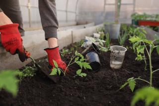 Choisir un bon terreau de plantation