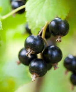 Cultiver le cassissier en pot variétés