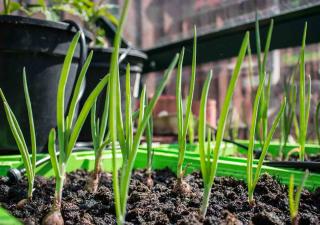 Cultiver les oignons en pot