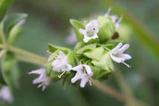 Fleurs de marjolaine