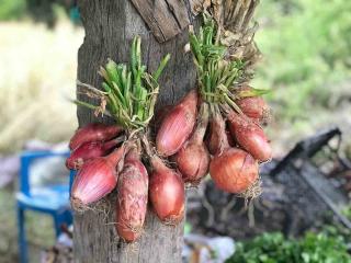 La récolte de l'échalote en pot