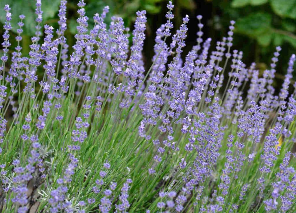 Lavande aspic - Lavandula latifolia