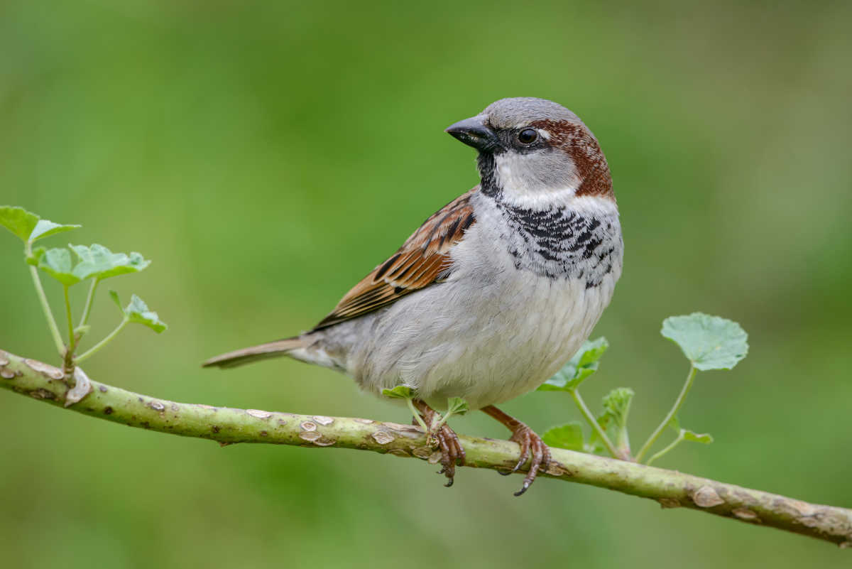 Moineau domestique - Passer domesticus