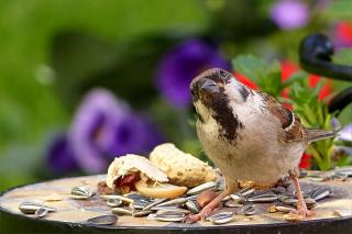 Moineau domestique - alimentation nourriture