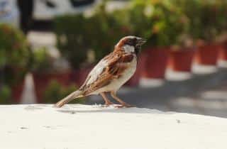 Moineau domestique - baisse population