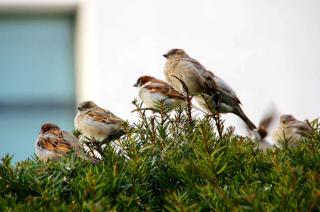 Moineau mode de vie