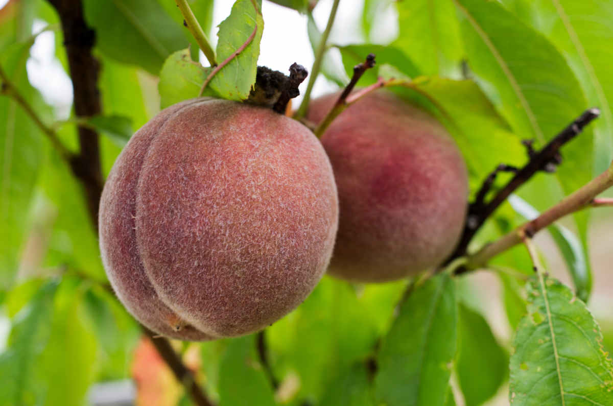 Pêcher pêche de vigne - pêche sanguine