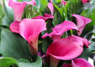 Zantedeschia entretien