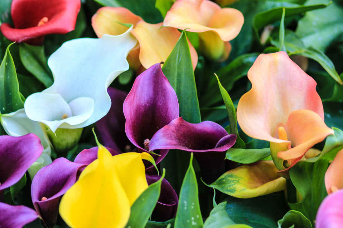 Zantedeschia