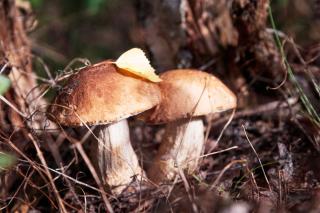 cèpes à utiliser dans la tartiflette