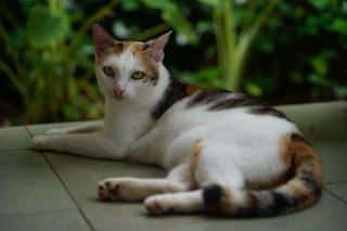 chat calico