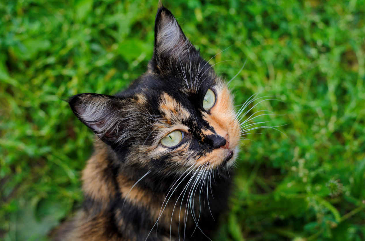 chat écaille de tortue physique caractère