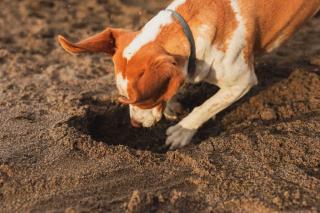 chien qui creuse raisons