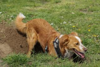 chien qui creuse trou
