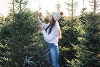 choix du sapin et perte d'aiguilles