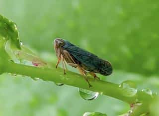 cicadelle crachat de coucou