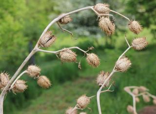 datura conseils de culture