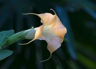 datura