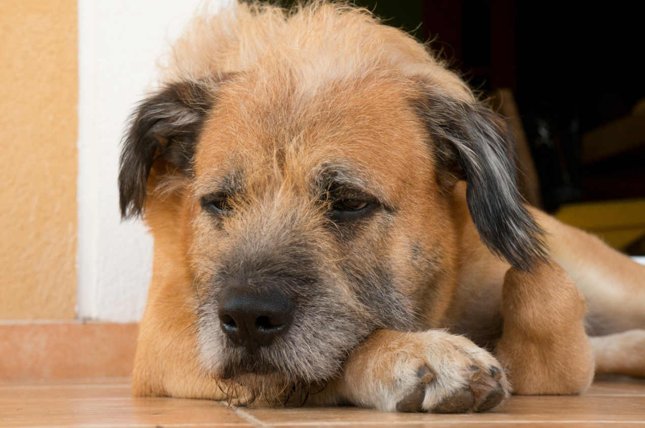 démence chez le chien âgé