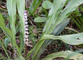 muguet de chine