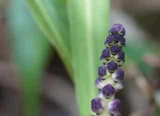 muguet de chine