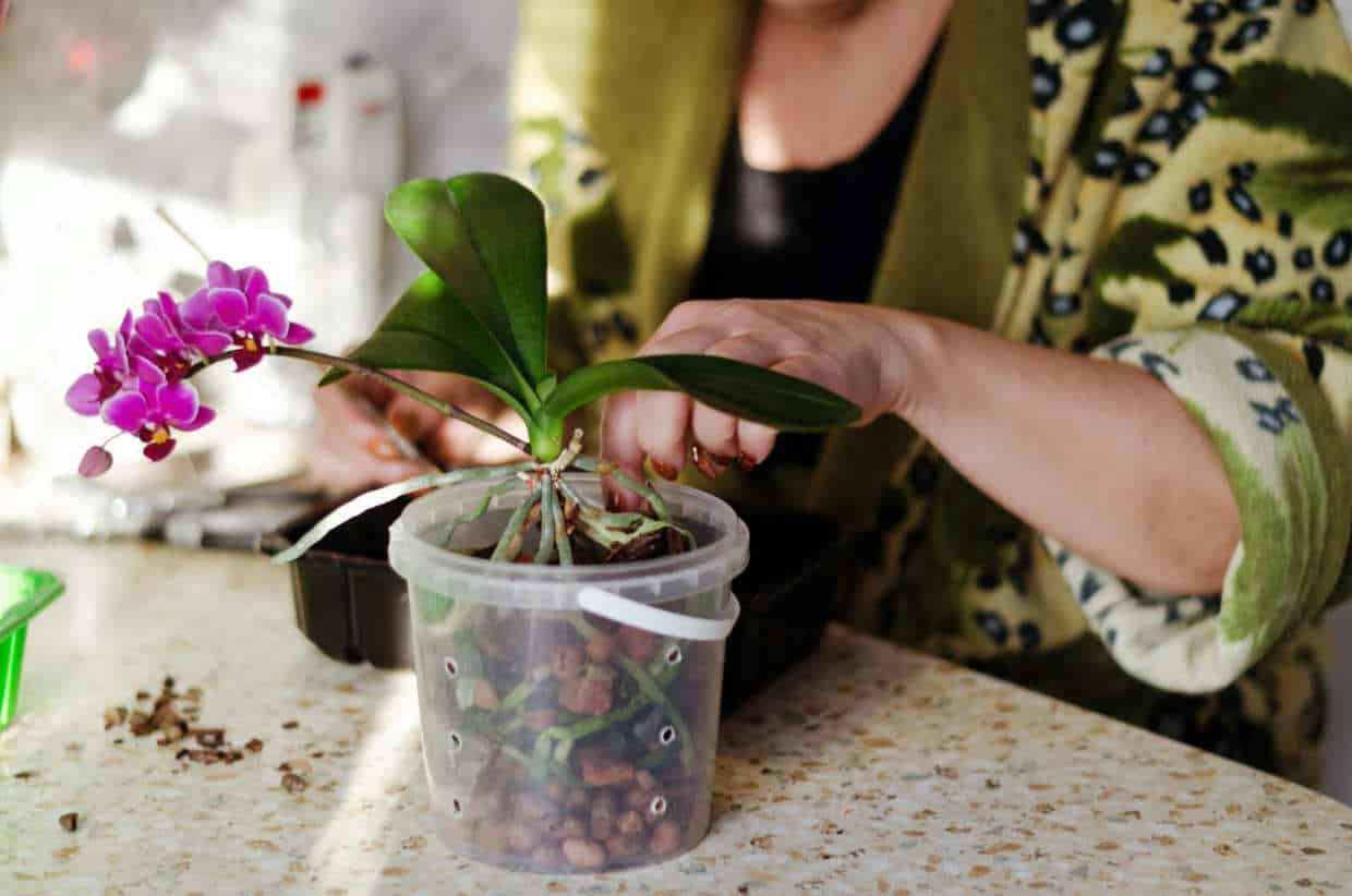 orchidée hydroculture