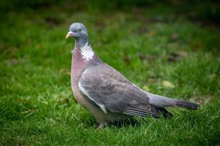 pigeon ramier palombe