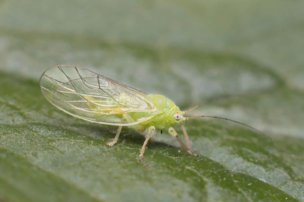 psylle identification et lutte