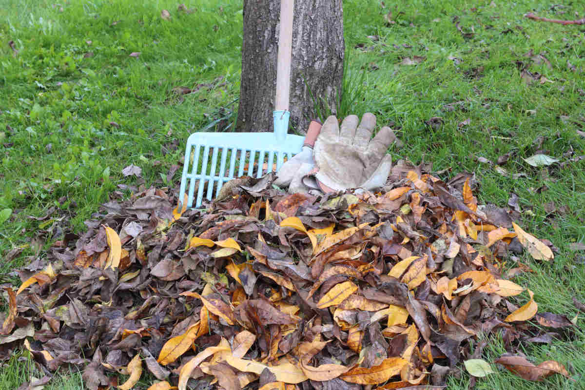 ramassage feuilles voisin reglementation