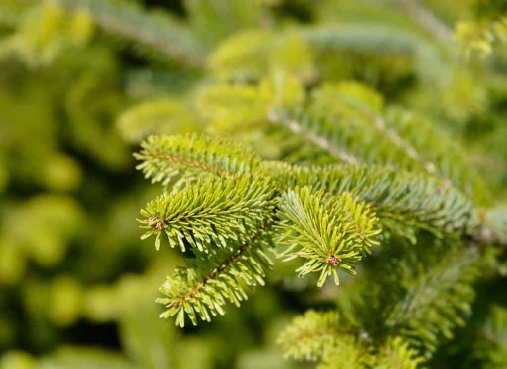 Pin, sapin, épicéa quelles différences