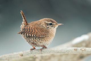 Rouge-gorge : intérêt et comment l'attirer au jardin