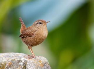 troglodyte mignon