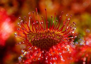 Drosera rotundifolia