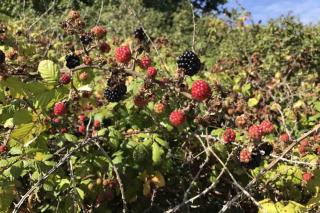 Mûrier libre sans palissage