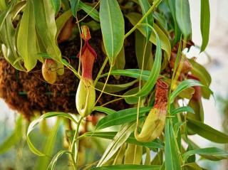 Nepenthes mirabilis