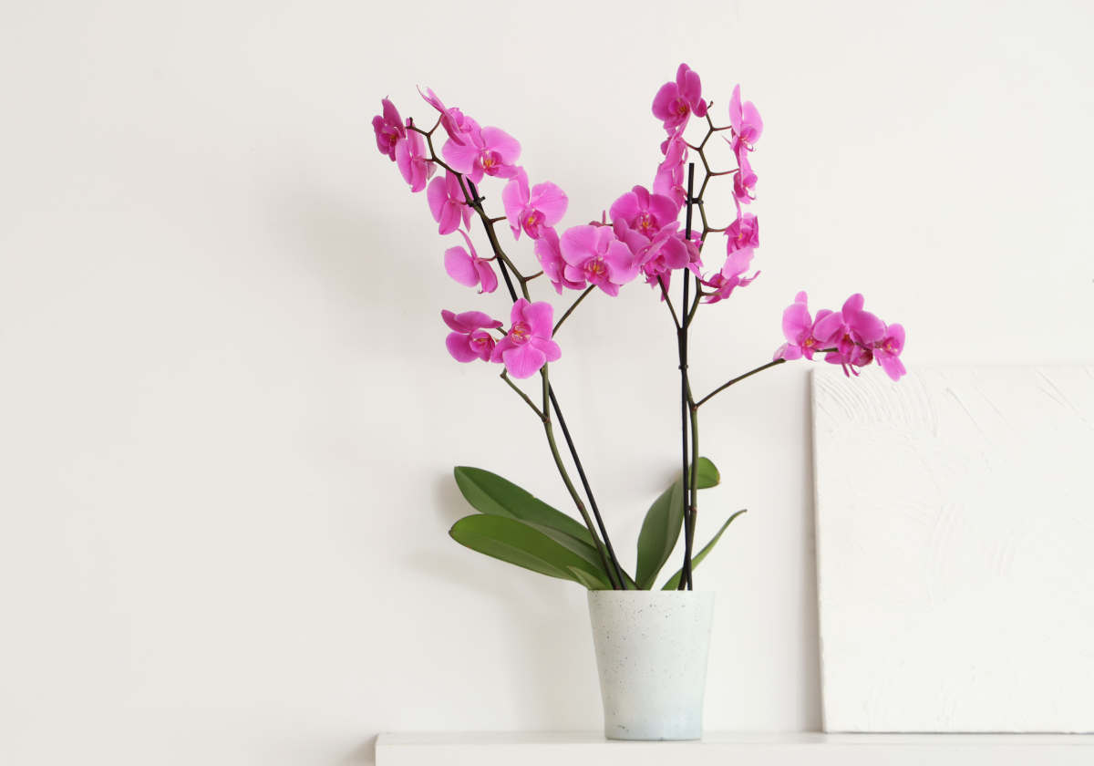 Comment bien entretenir son orchidée d'intérieur et la faire refleurir