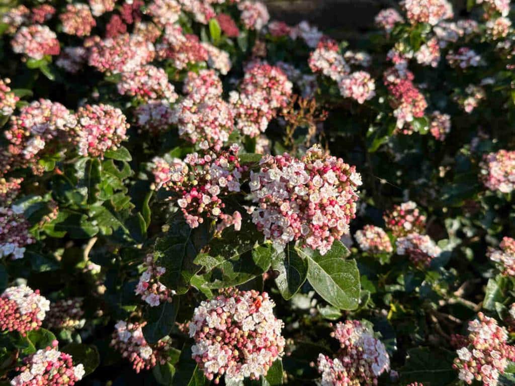 Viburnum tinus lisarose - laurier tin fleurs rose