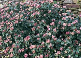 Viburnum tinus lisarose - laurier tin rose