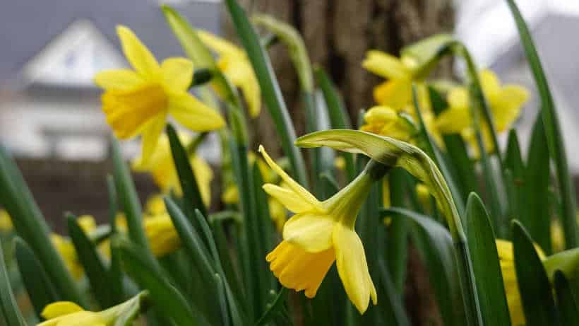 bulbes de printemps especes variétés