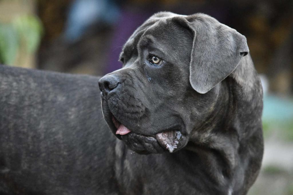 cane corso