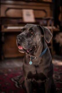 Cane Corso Caractère