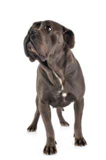 cane corso taille poids